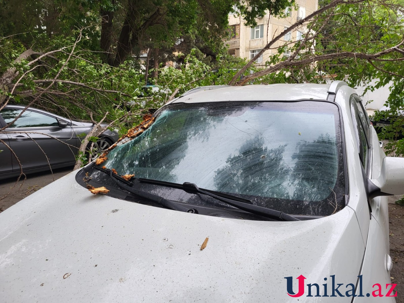 Bakıda ağac avtomobillərin üzərinə aşdı - FOTOLAR